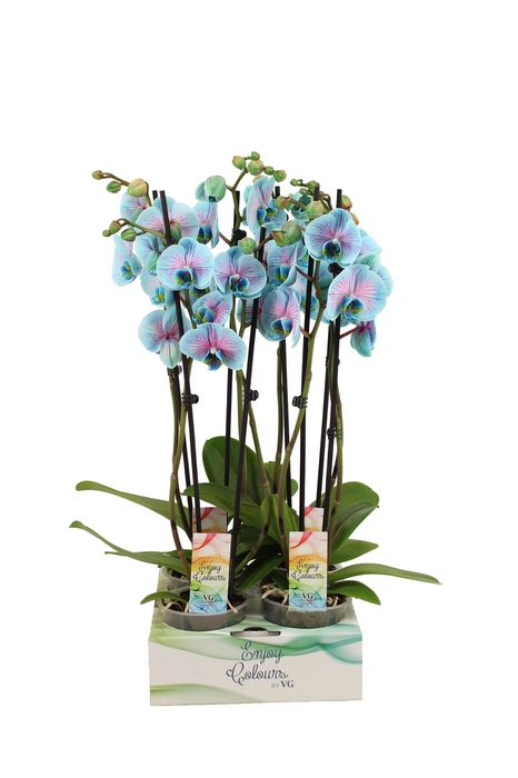 <h4>Phalaenopsis   ...</h4>