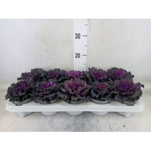 Brassica oler.