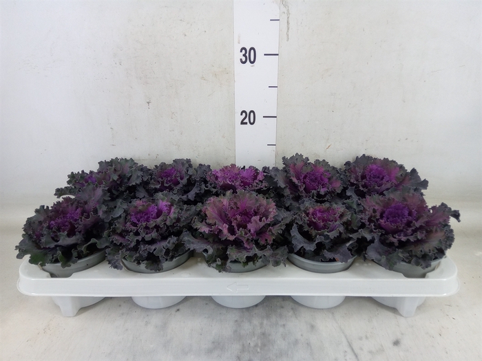 <h4>Brassica oler.</h4>