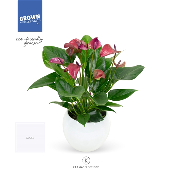<h4>Anthurium Andreanum Grp Pure Purple</h4>