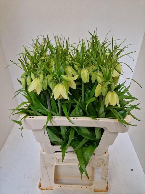 <h4>FRIT IMPERIALIS</h4>