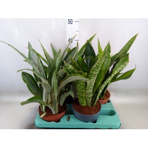 Sansevieria trifa.   ...