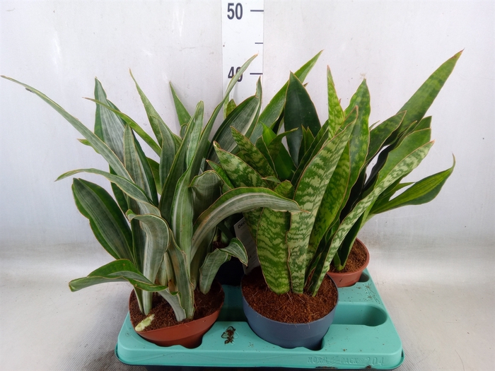 <h4>Sansevieria trifa.   ...</h4>