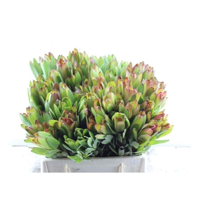 Leucad Saf Goldstrik