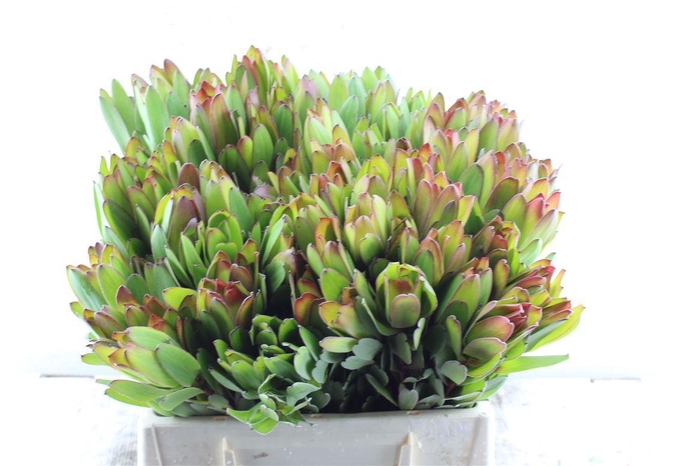 Leucad Saf Goldstrik