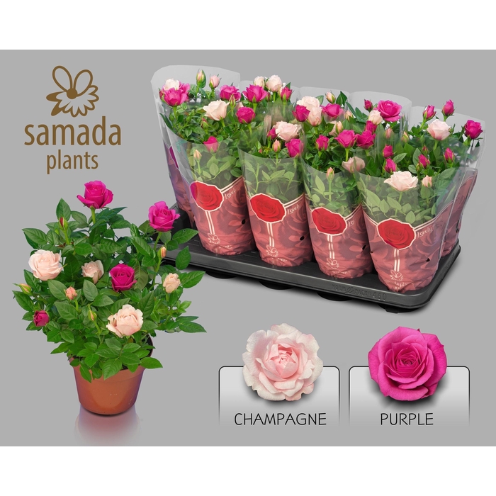 <h4>RO CLASSIC STAR</h4>