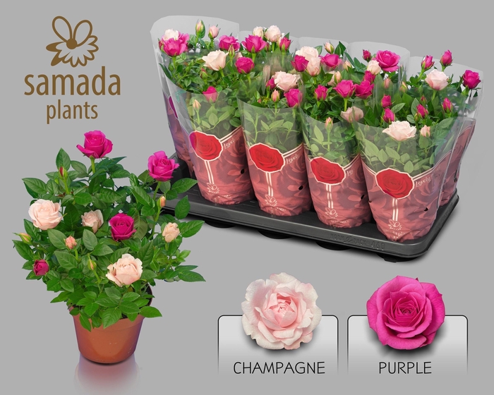 <h4>RO CLASSIC STAR</h4>