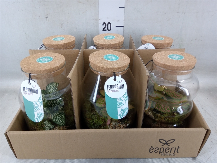 <h4>Arr.    Planten  L%</h4>