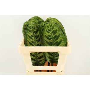 Calathea Makoyana