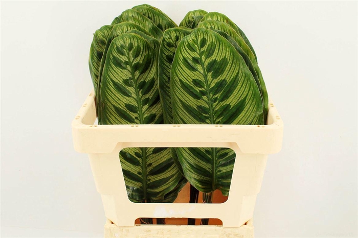 <h4>Calathea Makoyana</h4>
