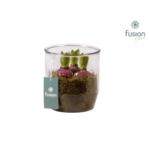 Glazen pot Dirk met Hyacint D15 H18