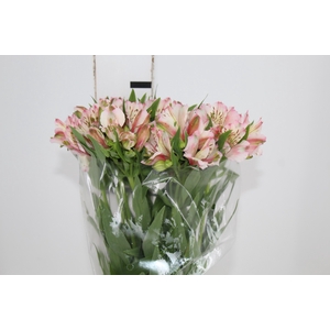 ALSTROEMERIA FANKE 080 CM