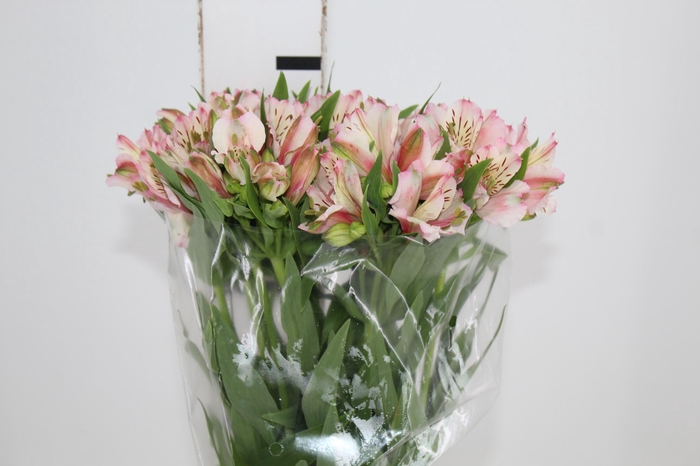 <h4>ALSTROEMERIA FANKE 080 CM</h4>