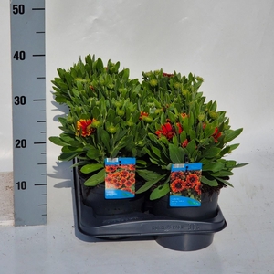 Gaillardia aristata