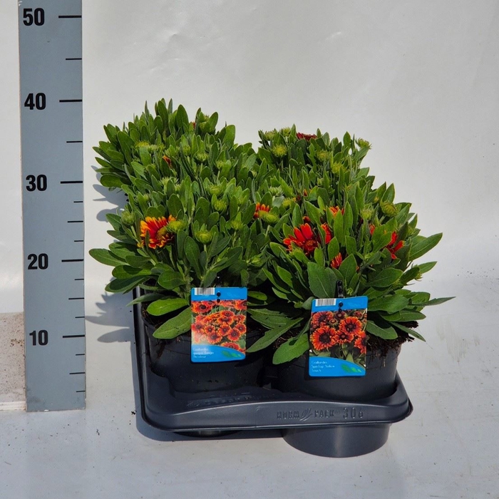 <h4>Gaillardia aristata</h4>