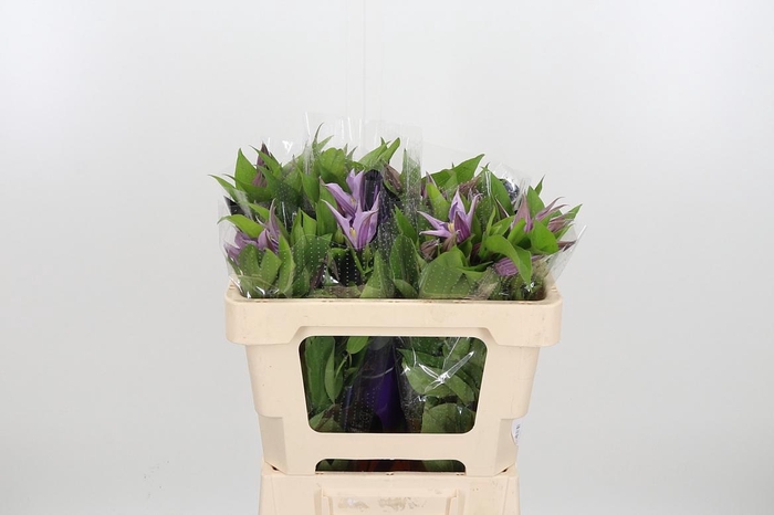 <h4>Clem Amazing London</h4>