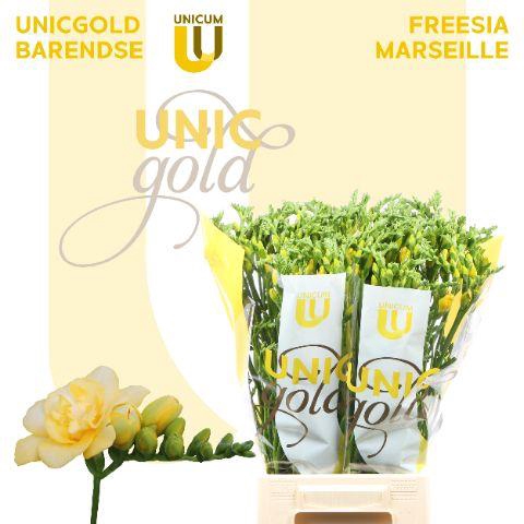 <h4>UG Barendse - Marseille 50</h4>