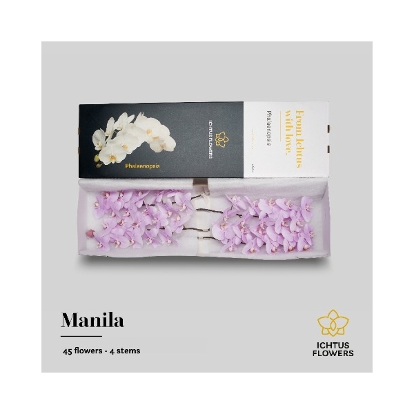<h4>Phal An Manila - Ichtus Flowers</h4>
