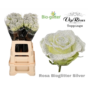 R GR BIO GLITTER SILVER x20