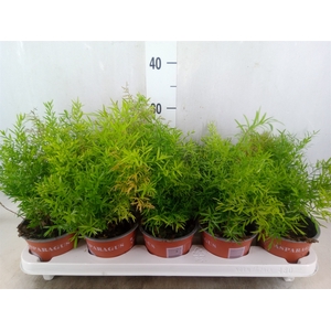 Asparagus dens. 'Cwebe'
