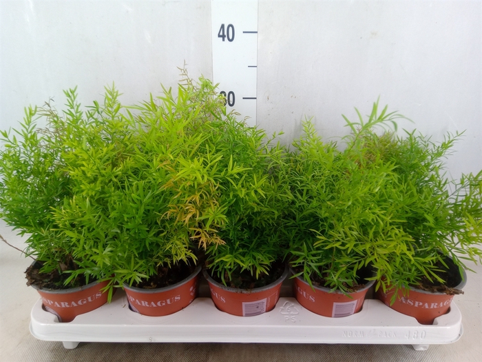 <h4>Asparagus dens. 'Cwebe'</h4>