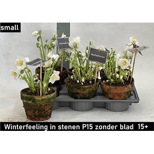 HELLEB WINTER FLEUR TERRA P15 15+