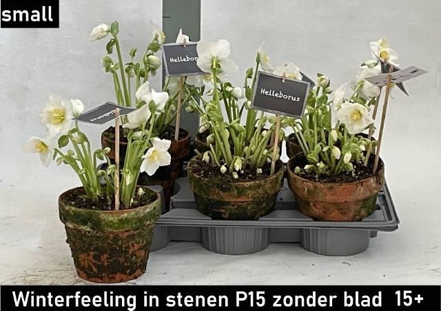 <h4>HELLEB WINTER FLEUR TERRA P15 15+</h4>