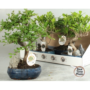 BONSAI GEM