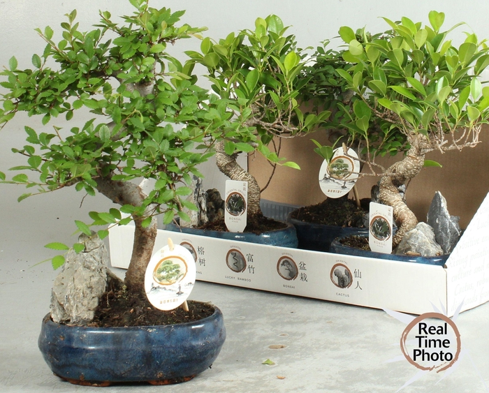 <h4>BONSAI GEM</h4>