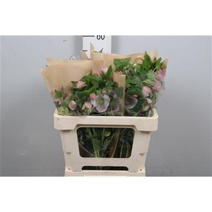 Hell Or Queens L Pink