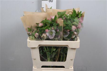 <h4>Hell Or Queens L Pink</h4>