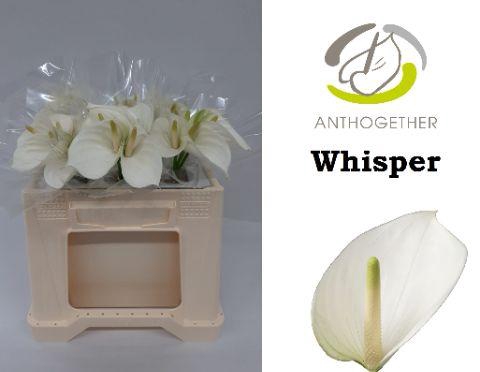 <h4>Anthurium Whisper</h4>