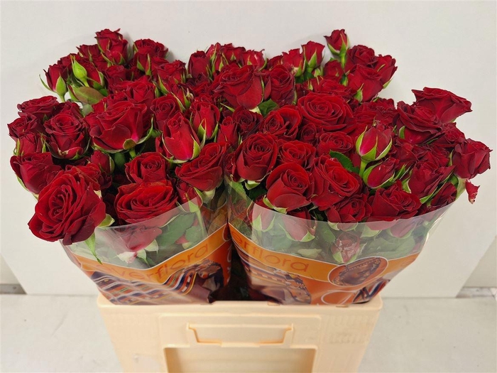 <h4>R TR IN LOVE</h4>