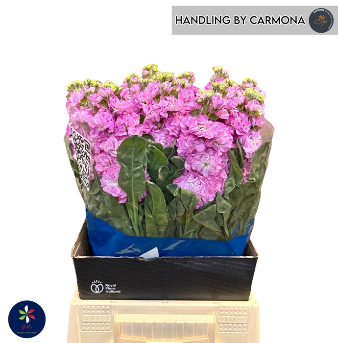 <h4>MATTH IRON PINK</h4>