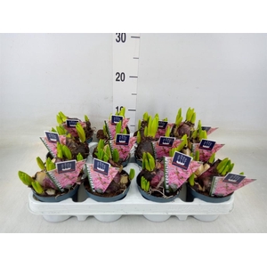 Hyacinthus orie. 'Multifl' ..