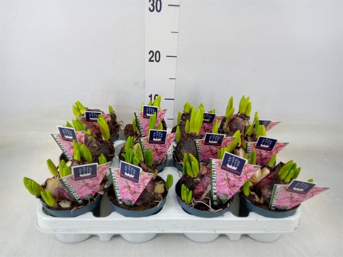 <h4>Hyacinthus orie. 'Multifl' ..</h4>
