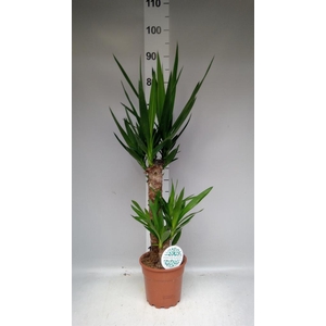 Yucca ...
