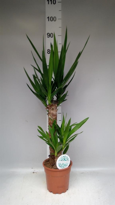 <h4>Yucca   ...</h4>