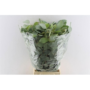 Euca Populus 300 Gram Extra Pt