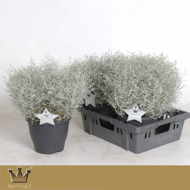 <h4>LEUCOPH BROWNII</h4>