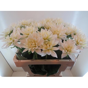 DAHL KARMA MAA ZWAAN