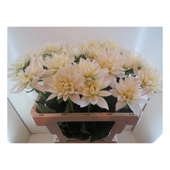 <h4>Dahl Karma Maa Zwaan</h4>