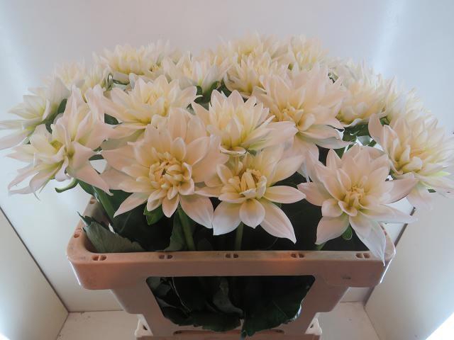 <h4>DAHL KARMA MAA ZWAAN</h4>