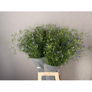 Nigella Blue Stars