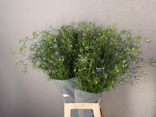 <h4>Nigella Blue Stars</h4>