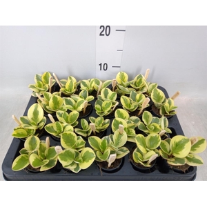 Peperomia obt. 'Obtipan Bicolor'