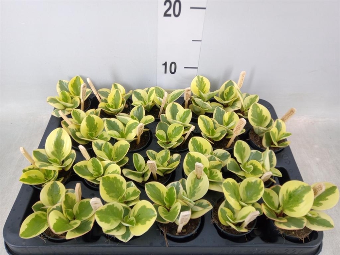 <h4>Peperomia obt. 'Obtipan Bicolor'</h4>