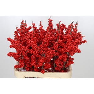 Ilex Brit Buys