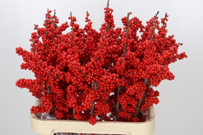 <h4>Ilex Brit Buys</h4>