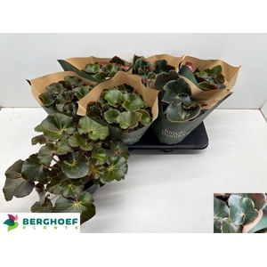 BEG ERY BLACK JUNGLE